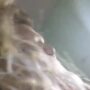 Sexy live cam screenshot of mechanicalli's webcam / video chat room